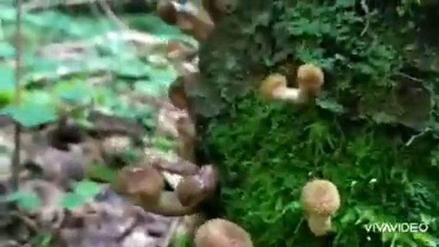 Первые осенние опята ??