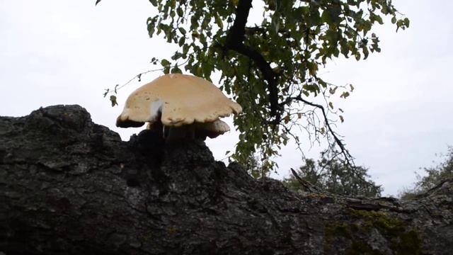 Огромные паранормальные древесные грибы!!! смотреть онлайн