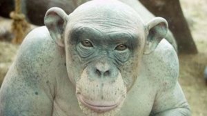 лысая обезьяна, может стать изгоем