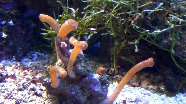 Дикая природа. Морские обитатели. смотреть онлайн