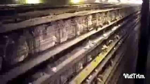 Мусульманам на заметку!!! смотреть онлайн