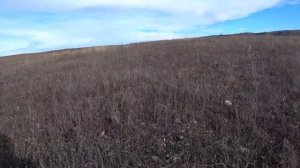 Однобочки в Крыму, где растут однобочки степные в Крыму, грибы Крыма, сбор грибов 2021. грибы 2021