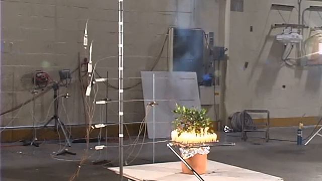 Cape Jasmine (Gardenia jasminoides) - Low Flammability shrub. смотреть онлайн