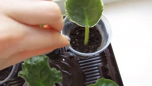 БЫСТРОЕ УКОРЕНЕНИЕ ЧЕРЕНКОВ ФИАЛКИ!ДЕТКИ В РЕКОРДНЫЕ СРОКИ!