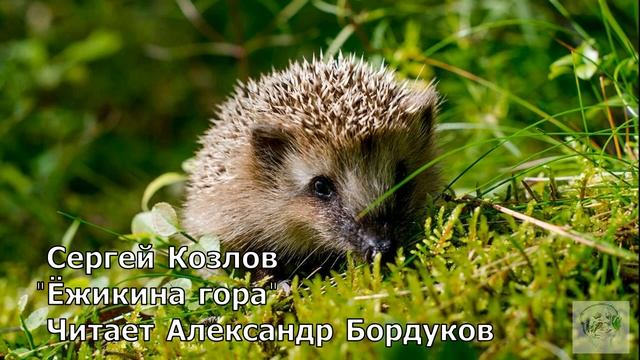 Сказки С. Козлова. Ёжикина гора. смотреть онлайн
