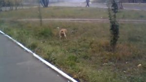 Американский кокер спаниель