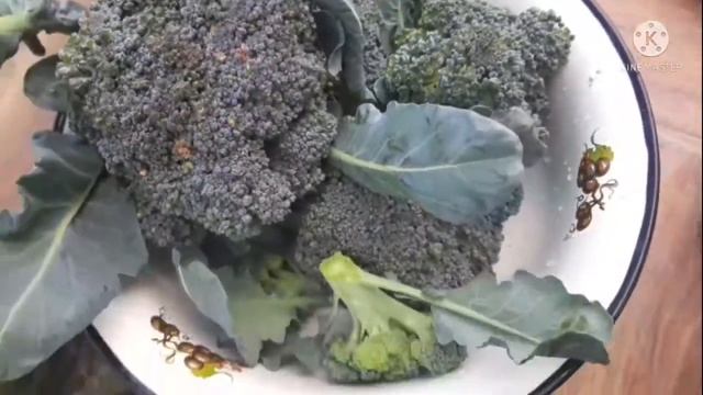 #дача #брокколи.. Собираю урожай капусты брокколи смотреть онлайн
