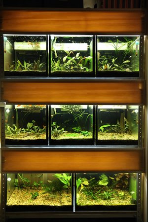 БЮДЖЕТНАЯ ОТДЕЛКА СТЕЛЛАЖА ДЛЯ АКВАРИУМА! АУЛОФОРУС! ПРОПОЛКА АКВАРИУМА!