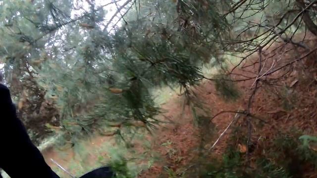 Сбор ГРИБОВ В ШУЛЬГОВКЕ 2020 смотреть онлайн