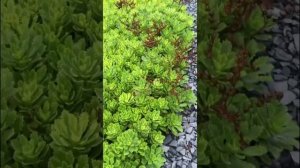 Очиток Миддендорфа  (Sedum middendorfianum).
