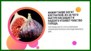 ИНЖИР - ПОЛЬЗА И ВРЕД