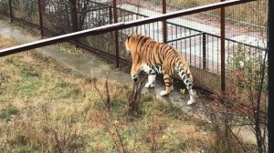 Тигры в Тайгане! Tigers in Taigan!