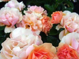 Какие розы буду сажать весной