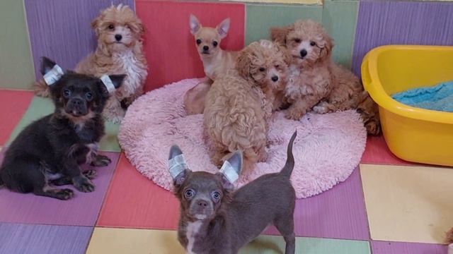 игривые малыши чихуахуа питомник Кастропуло Крым купить щенка+79787458062 смотреть онлайн