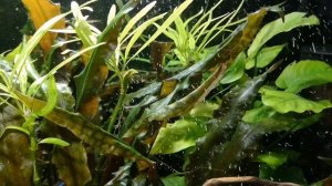 МРАМОРНЫЙ РАК. СОДЕРЖАНИЕ , КОРМЛЕНИЕ И РАЗВЕДЕНИЕ.