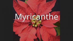 Myricanthe