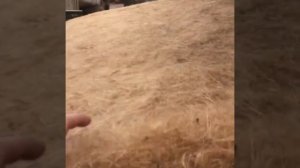 Производство межвенцового утеплителя.  www.джутлен.рф! Джут Льноватин  Пакля