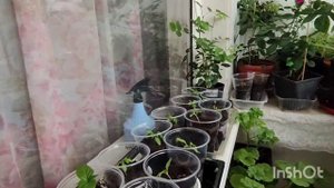 Цветут розы из черенков на лоджии. Подрастают цветочки, череночки.
