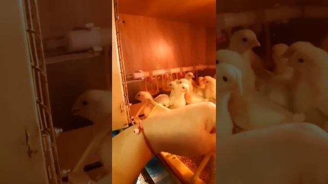 Клетки для птиц своими руками. Очень удачное решение. смотреть онлайн