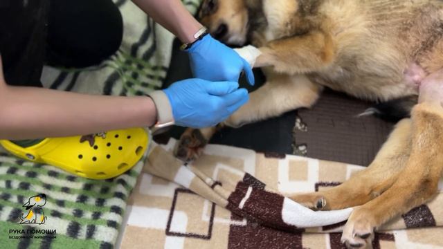 Новости от Норки! Поддержать реабилитацию в описании 🔽 смотреть онлайн