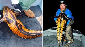 Самые Невероятные Случаи на Рыбалке, Снятые На Камеру