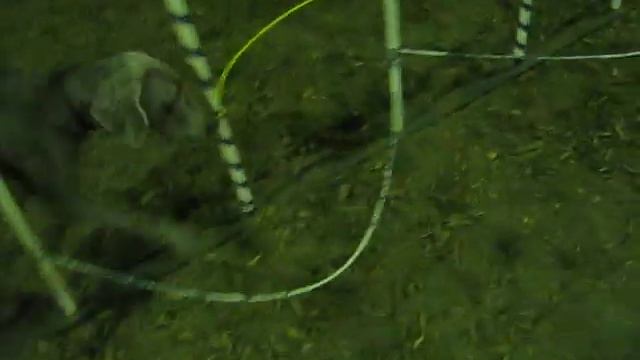 Weimaraner agility - Wiley learning weave poles смотреть онлайн