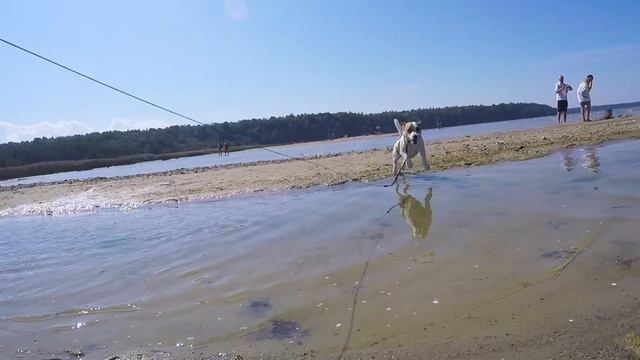 БАЛИЙСКИЕ БУДНИ ГЕПАРДА смотреть онлайн