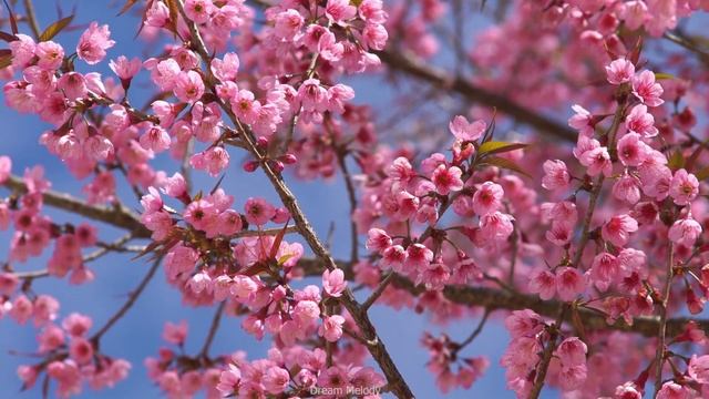 Красивая мелодия до слёз! Одна из самых красивых, волшебных весенних мелодий #38