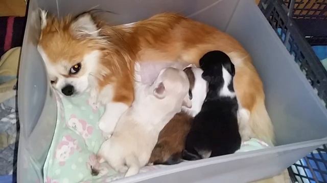 3 насоса. смотреть онлайн