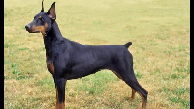 Топ 10 самых умных пород собак( названия в описание)