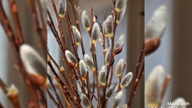 Всех людей всего мира, мысленно поздравля с Праздником Вербным Воскресеньем! Будьте счастливы смотреть онлайн