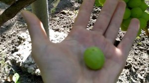 3. Виноград Нельсон на 14.08.21