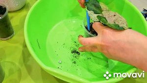 КОМНАТНЫЕ РАСТЕНИЯ(ЦВЕТЫ).ПЕРЕСАДКА НОВИНОЧЕК.