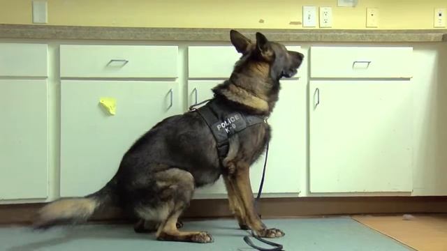 "24 Hr. PD:" K9s on Linoleum смотреть онлайн