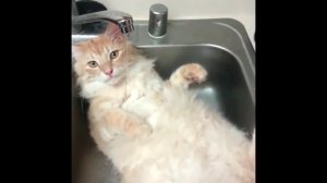 Кот в раковине