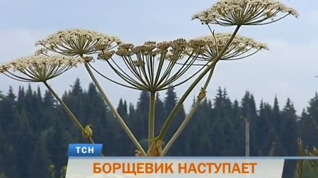 Ядовитый борщевик атаковал Пермский край