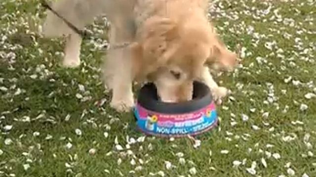 Миска-непроливайка для собак Road Refresher смотреть онлайн