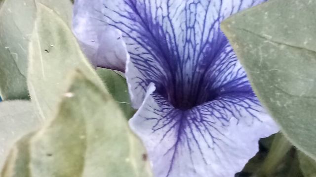 Красавица Петуния выросла у нас в 2020 году. смотреть онлайн