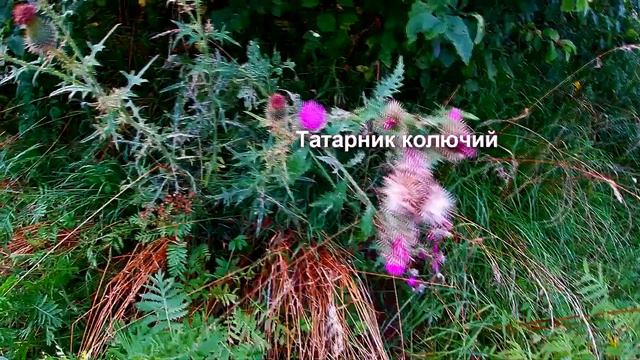 12 ЧЕРТОПОЛОХ  ТАТАРНИК КОЛЮЧИЙ