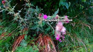 12 ЧЕРТОПОЛОХ  ТАТАРНИК КОЛЮЧИЙ