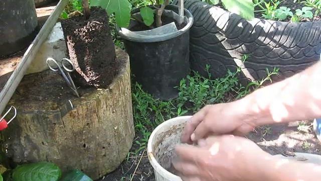 Перевалка трех летнего инжира сорт Медовый смотреть онлайн