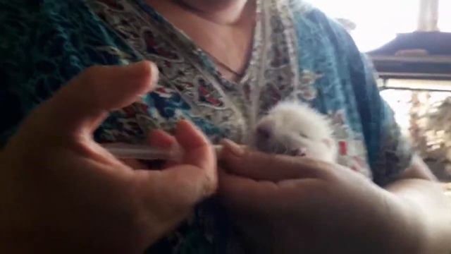 как выкормить нутрят? часть 2 смотреть онлайн