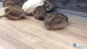 Просто гибриды !!! Просто красота перепелов .