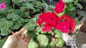 Сделайте это с пеларгонией в феврале. Почему желтеет и сохнет лист. Подготовка пеларгонии к весне.