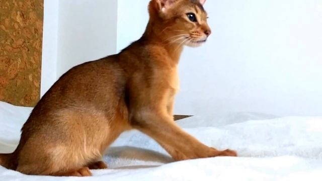 Абиссинка балдеет от плюшевой ткани смотреть онлайн