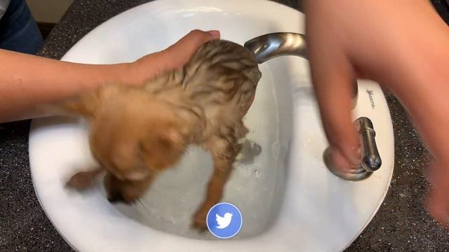 First Bath Time For Sriracha - Cutest 8 Week Old Chorkie (Chihuahua/Yorkie) смотреть онлайн