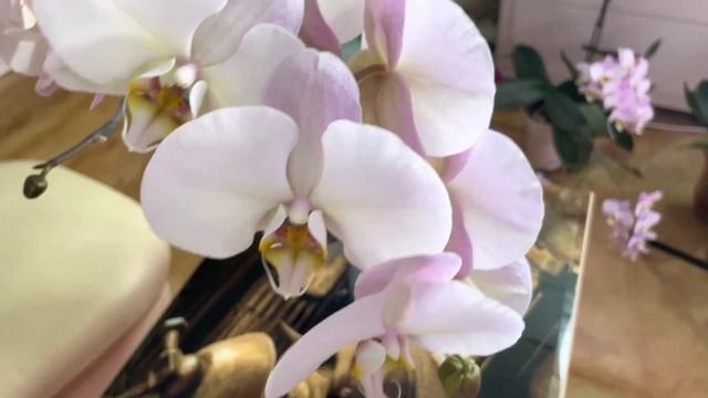 Самые нежные и невесомые орхидеи в моей коллекции! Невероятные облачно-розовые сорта. смотреть онлайн