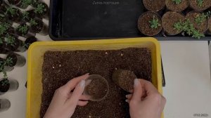 ПЫШНЫЕ КУСТИКИ ЛАВАНДЫ! ВСЕ ЭТАПЫ ВЫРАЩИВАНИЯ, УКРЫТИЕ НА ЗИМУ!