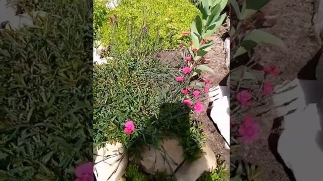 Гвоздика травянка или как я ее выращивала??? смотреть онлайн