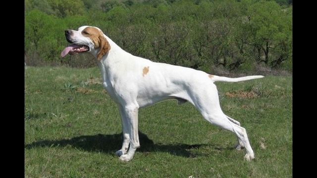 Порода собак Пойнтер - Описание смотреть онлайн